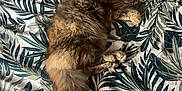 Athéna a rejoint le concours — aidez-le/la à gagner de superbes lots ! cat, fluffy, relaxed, bedspread, patterned, leafy, indoor, pet, animal, fur, tail, whiskers, curious, lying_down, cozy, domestic, cute, mammal, resting, feline