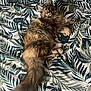 cat, fluffy, relaxed, bedspread, patterned, leafy, indoor, pet, animal, fur, tail, whiskers, curious, lying_down, cozy, domestic, cute, mammal, resting, feline