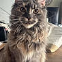 cat, fluffy, long_hair, ears, whiskers, indoor, pet, animal, sitting, closeup, feline, portrait, curious, brown, gray, tabby, household, wooden_table, domestic_cat, cute