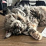 cat, fluffy, table, fur, pet, indoor, animal, cute, relaxed, lying_down, whiskers, brown, gray, eyes, paw, home, feline, domestic, cozy, soft