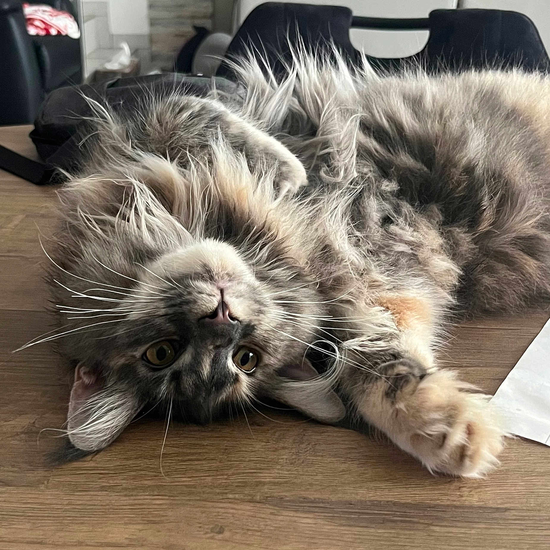 Athéna a rejoint le concours — aidez-le/la à gagner de superbes lots ! animal, brown, cat, cozy, cute, domestic, eyes, feline, fluffy, fur, gray, home, indoor, lying_down, paw, pet, relaxed, soft, table, whiskers