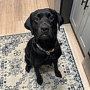 Sosalove joined the competition — help win amazing prizes! dog, labrador, black_dog, pet, indoor, kitchen, rug, floor, cabinet, looking_up, collar, animal, canine, waiting, cute, companion, home, flooring, domestic, portrait