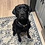 dog, labrador, black_dog, pet, indoor, kitchen, rug, floor, cabinet, looking_up, collar, animal, canine, waiting, cute, companion, home, flooring, domestic, portrait