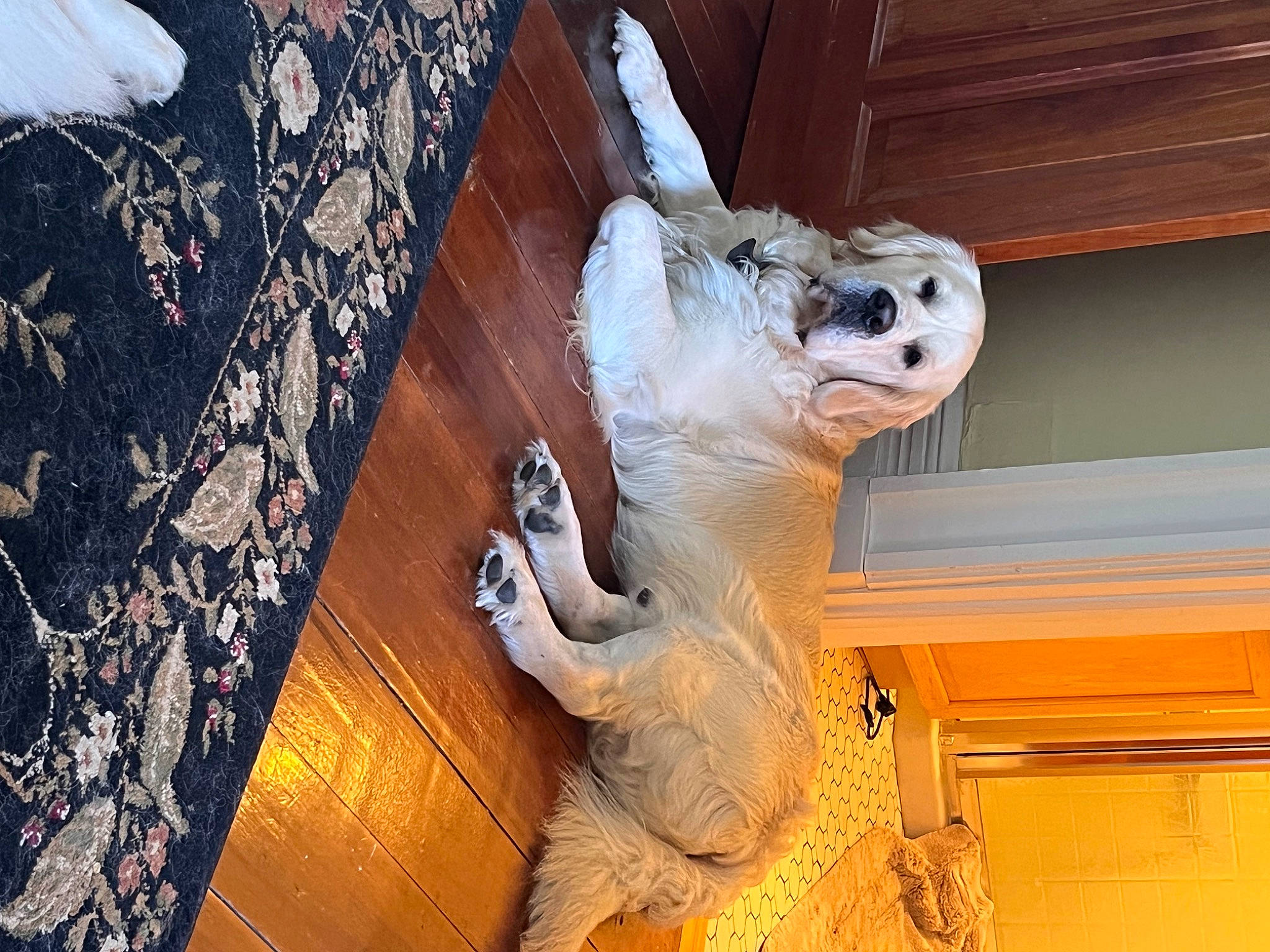 Enzo is registered to the contest to win money with this photo: carnivore, companion_dog, dog, dog_breed, door, fawn, felidae, flooring, fur, hardwood, head, sculpture, small_to_medium_sized_cats, snout, sporting_group, tail, vertebrate, whiskers, window, wood