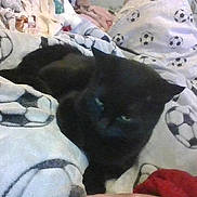 Jigsaw is registered to the contest to win money with this photo: cat, black_cat, blanket, soccer_ball_pattern, indoor, cozy, resting, animal, pet, feline, fabric, soft, laying_down, home, comfort, pattern, textile, sleepy, cute, domestic