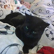 Pickles is registered to the contest to win money with this photo: black_cat, cat, pet, bed, blanket, soccer_ball_pattern, indoor, animal, feline, resting, cozy, fabric, pattern, home, cute, domestic_animal, fur, sleeping_area, comfort, relaxing