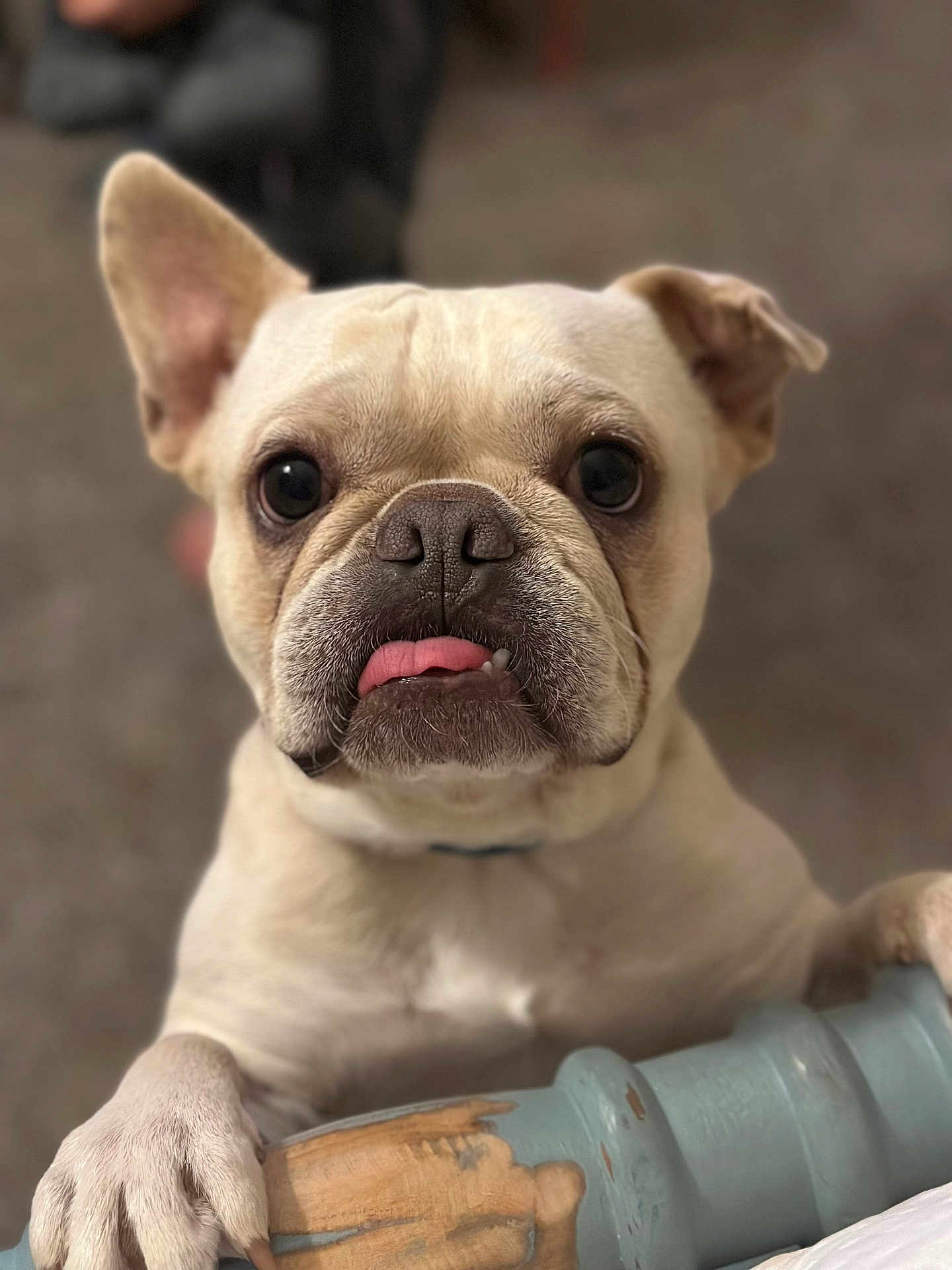 Pickles is registered to the contest to win money with this photo: dog, french_bulldog, animal, pet, close_up, tongue_out, paw, curious, cute, indoor, light_brown, white, canine, face, portrait, domestic_animal, wood, railing, blurred_background, expression