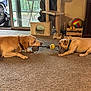 dog, tug_of_war, toy, carpet, indoor, cat_tree, sliding_door, window, furniture, playful, pet, animal, living_room, light, collar, rope_toy, yellow_ball, crate, wooden_box, curtain