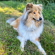 Vodka a rejoint le concours — aidez-le/la à gagner de superbes lots ! dog, grass, outdoor, nature, fluffy, collar, animal, canine, pet, fur, greenery, laying_down, portrait, daylight, muzzle, ears, snout, relaxed, side_view, field