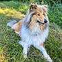 dog, grass, outdoor, nature, fluffy, collar, animal, canine, pet, fur, greenery, laying_down, portrait, daylight, muzzle, ears, snout, relaxed, side_view, field