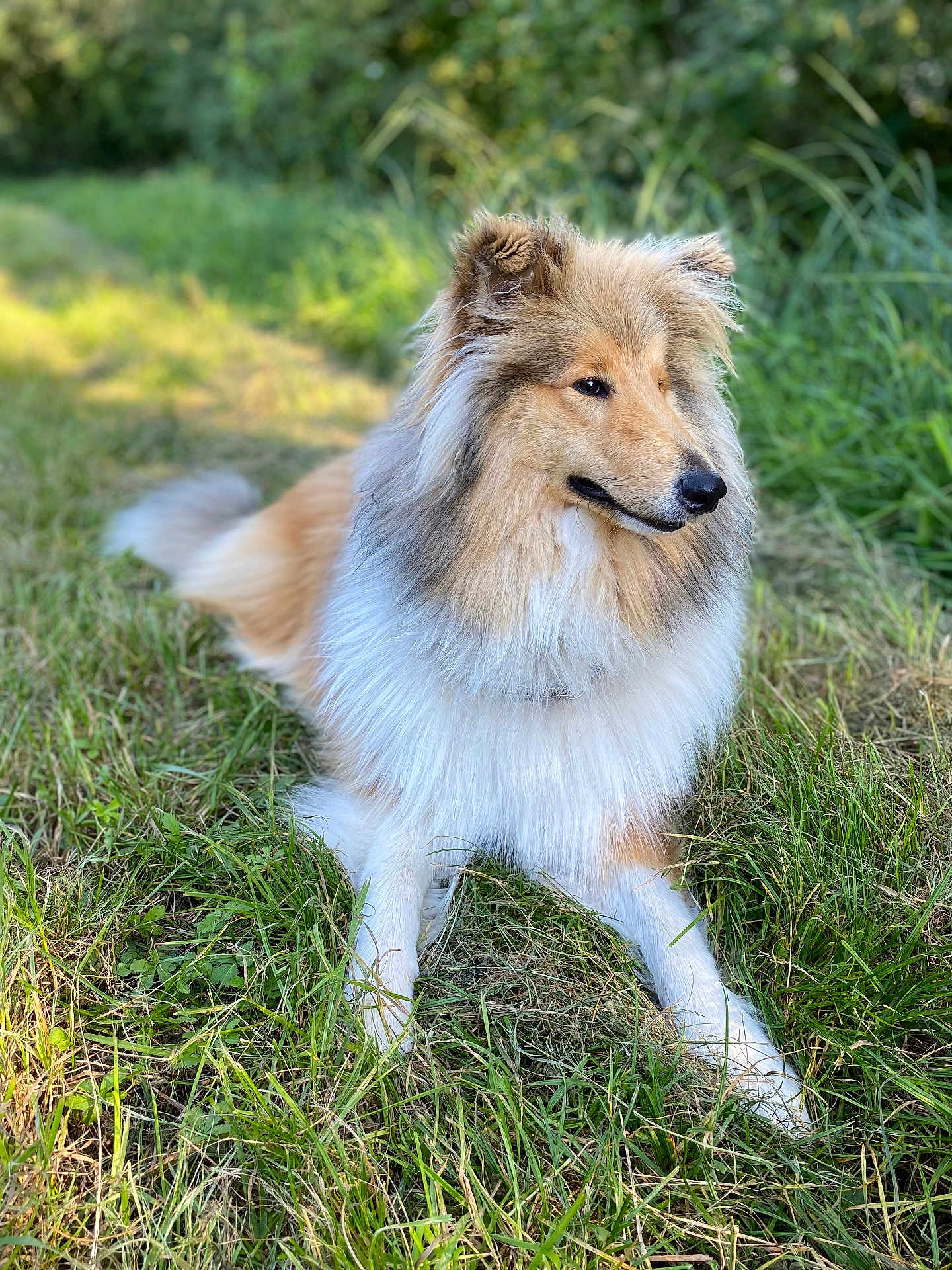 Vodka a rejoint le concours — aidez-le/la à gagner de superbes lots ! dog, grass, outdoor, nature, fluffy, collar, animal, canine, pet, fur, greenery, laying_down, portrait, daylight, muzzle, ears, snout, relaxed, side_view, field