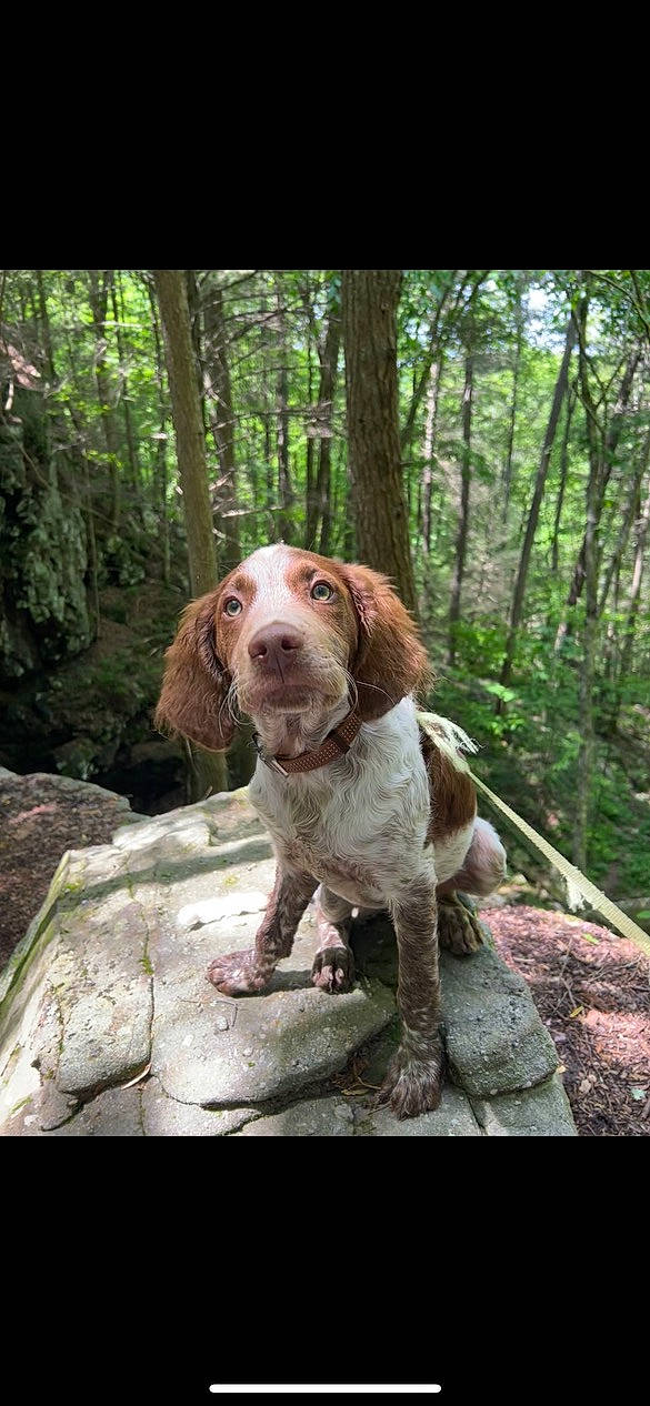 Pablo is registered to the contest to win money with this photo: canidae, carnivore, companion_dog, dog, dog_breed, fawn, forest, gun_dog, hunting_dog, liver, plant, snout, sporting_group, terrestrial_animal, tree, wood