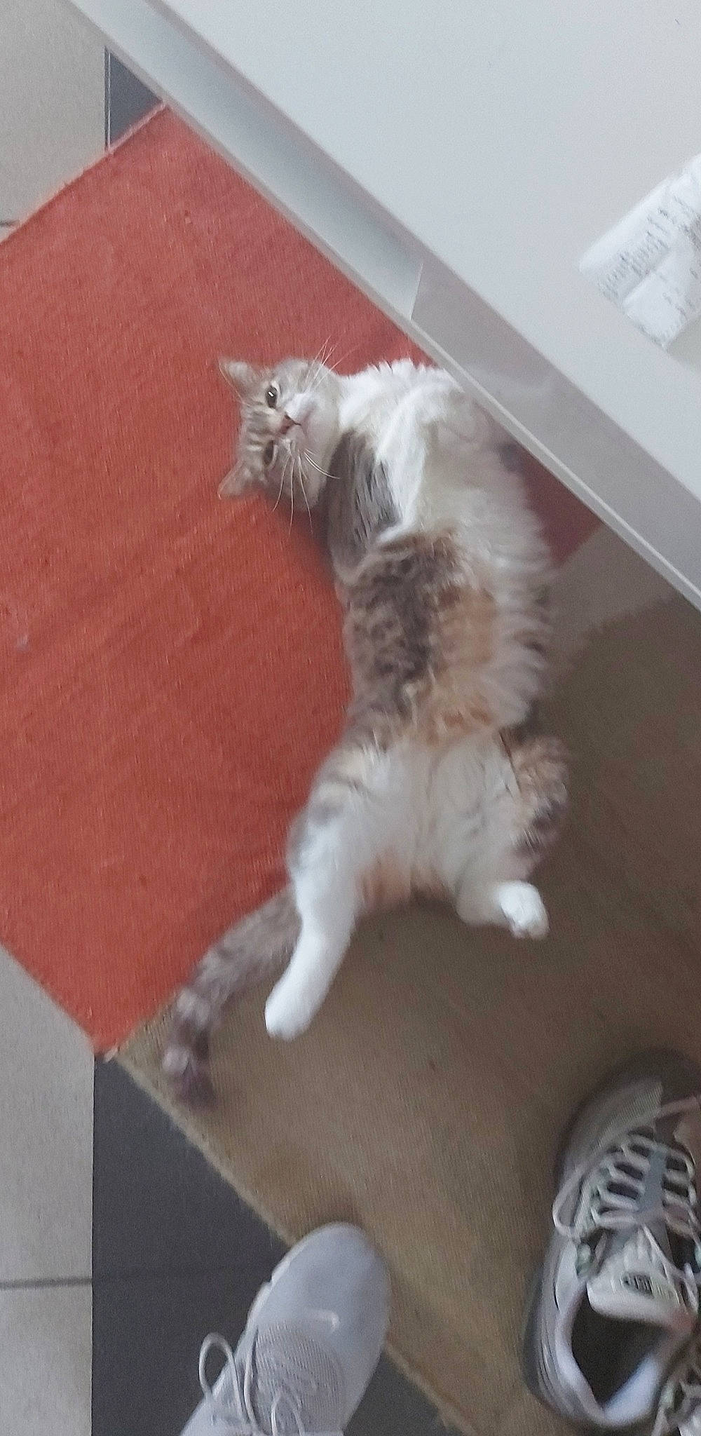 Miaous participe au concours pour gagner de l'argent avec cette photo : british_longhair, carnivore, cat, claw, domestic_short_haired_cat, fawn, felidae, flooring, fur, hardwood, paw, small_to_medium_sized_cats, snout, tail, terrestrial_animal, whiskers, wood