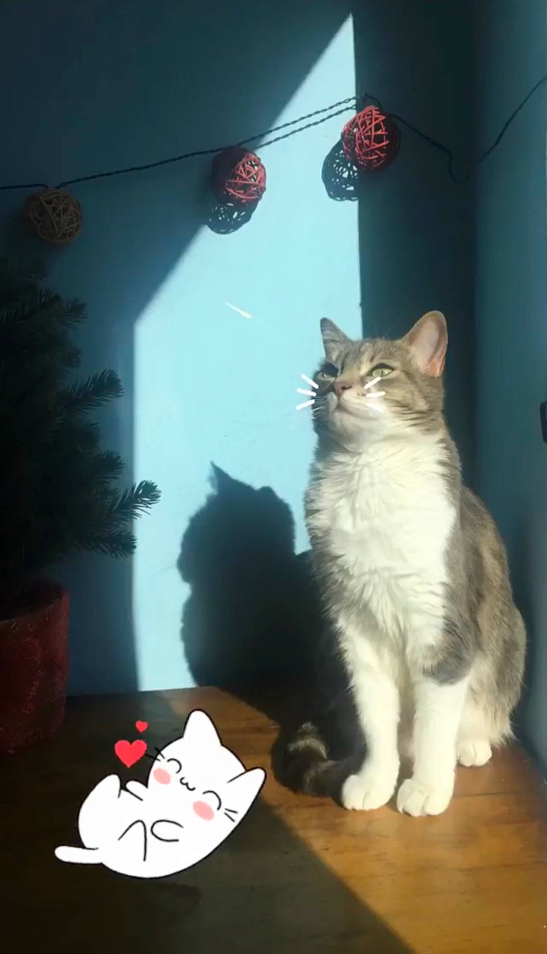 Miaous participe au concours pour gagner de l'argent avec cette photo : carmine, carnivore, cat, christmas, christmas_decoration, christmas_ornament, domestic_short_haired_cat, door, event, felidae, fur, holiday, ornament, paw, plant, small_to_medium_sized_cats, tail, whiskers, white, window