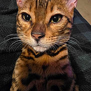 Simba joined the competition — help win amazing prizes! cat, bengal_cat, pet, animal, fur, whiskers, ears, close_up, portrait, indoor, cute, feline, striped, brown, black, eyes, sitting, domestic_animal, looking, soft