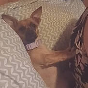 Little Man joined the competition — help win amazing prizes! dog, bed, pillow, collar, indoor, resting, sleepy, animal, furniture, pattern, brown, small_dog, ears, lying_down, cozy, home, quiet, cute, pet, relax