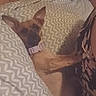 dog, bed, pillow, collar, indoor, resting, sleepy, animal, furniture, pattern, brown, small_dog, ears, lying_down, cozy, home, quiet, cute, pet, relax
