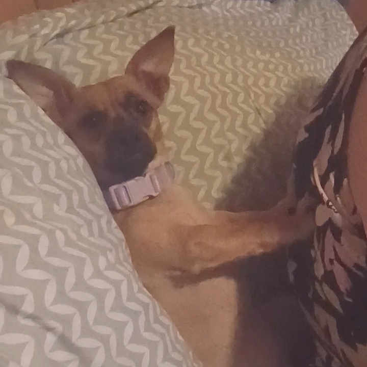Little Man joined the competition — help win amazing prizes! dog, bed, pillow, collar, indoor, resting, sleepy, animal, furniture, pattern, brown, small_dog, ears, lying_down, cozy, home, quiet, cute, pet, relax