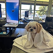 Halo joined the competition — help win amazing prizes! dog, towel, desk, office, computer, monitor, window, chair, remote_control, pen, telephone, sunlight, indoor, white, brown, small_dog, furniture, technology, pet, animal