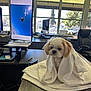 dog, towel, desk, office, computer, monitor, window, chair, remote_control, pen, telephone, sunlight, indoor, white, brown, small_dog, furniture, technology, pet, animal