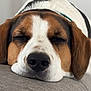 dog, sleeping, close_up, indoor, resting, beagle, nose, fur, ears, soft_surface, cozy, portrait, pet, relaxation, animal, brown, white, black, calm, home