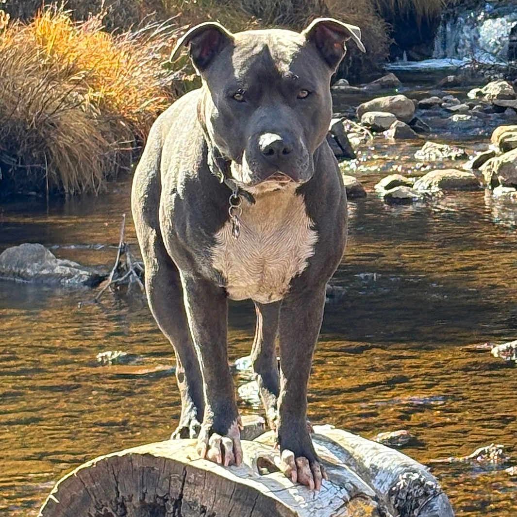 Judge Mcsniff-It joined the competition — help win amazing prizes! animal, bulldog, canine, dog, land, nature, outdoors, pet, pitbull, plant, pond, rainforest, rock, soil, tree, treestump, vegetation, water, wood, woodland