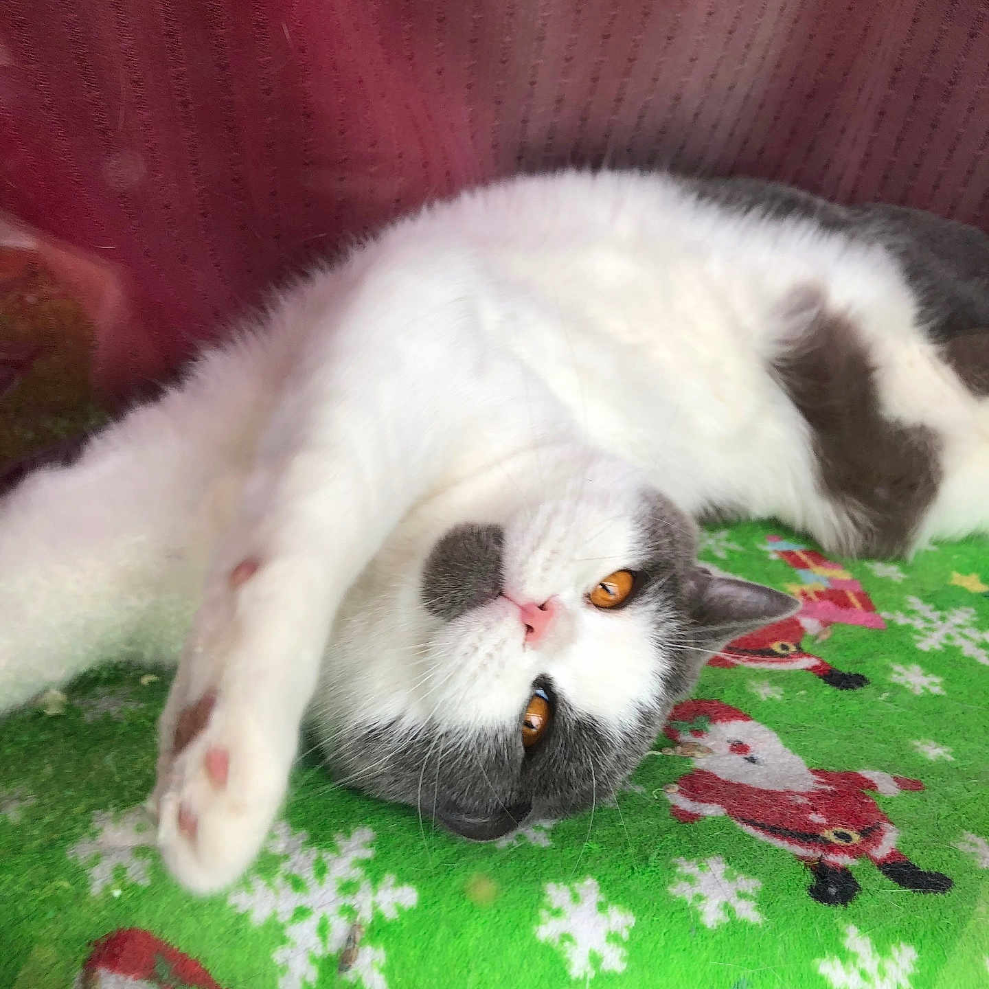 Abraham joined the competition — help win amazing prizes! abyssinian, angora, animal, blanket, cat, cushion, face, furniture, grass, head, homedecor, kitten, manx, person, pet, photography, plant, quilt, siamese, sleeping