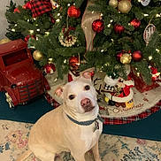 Ice joined the competition — help win amazing prizes! dog, christmas_tree, ornaments, red_balls, gold_balls, lights, toy_truck, holiday, decorations, carpet, indoor, pet, collar, sitting, festive, greenery, christmas, holiday_season, home, cute