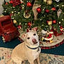 dog, christmas_tree, ornaments, red_balls, gold_balls, lights, toy_truck, holiday, decorations, carpet, indoor, pet, collar, sitting, festive, greenery, christmas, holiday_season, home, cute