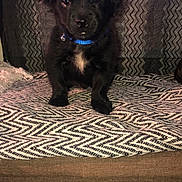 Kilo is registered to the contest to win money with this photo: animal, black_dog, blanket, blue_collar, cozy, curtain, cute, dog, domestic, ears, fur, indoor, looking, nose, pet, puppy, sitting, small_dog, young_dog, zigzag_pattern