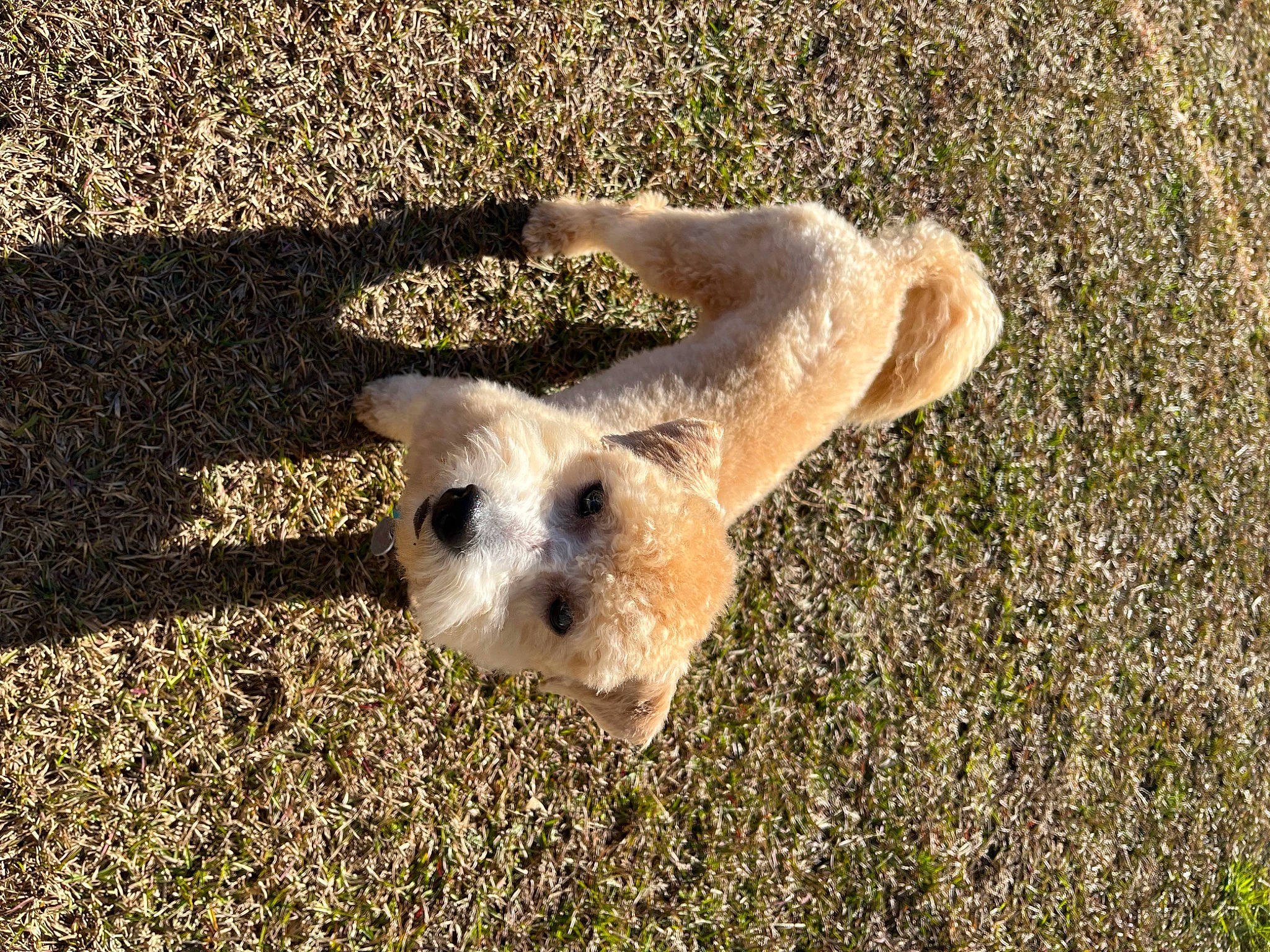 Bishop joined the competition — help win amazing prizes! ball, canidae, carnivore, companion_dog, dog, dog_breed, fawn, fur, grass, poodle, shadow, small_terrier, snout, soil, sporting_group, sunglasses, tail, terrier, toy_dog, working_animal