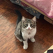 Lucy joined the competition — help win amazing prizes! kitten, cat, pet, wooden_floor, indoor, curious, fluffy, feline, young_animal, bed, blanket, flooring, home, domestic_animal, looking_up, whiskers, ears, tail, cute, animal