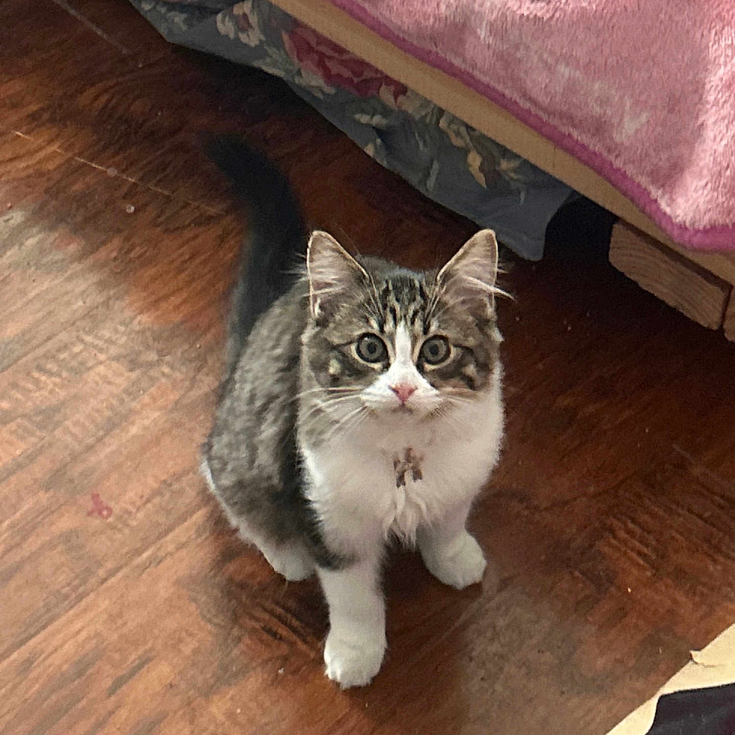 Lucy joined the competition — help win amazing prizes! animal, bed, blanket, cat, curious, cute, domestic_animal, ears, feline, flooring, fluffy, home, indoor, kitten, looking_up, pet, tail, whiskers, wooden_floor, young_animal