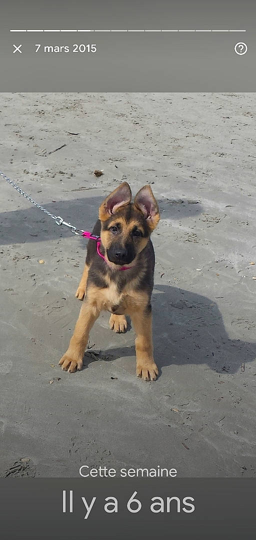 Lina a rejoint le concours — aidez-le/la à gagner de superbes lots ! beach, carnivore, companion_dog, dog, dog_breed, fawn, fun, landscape, ocean, paw, road_surface, sand, sea, shadow, soil, street_dog, terrestrial_animal, vacation, working_animal, working_dog