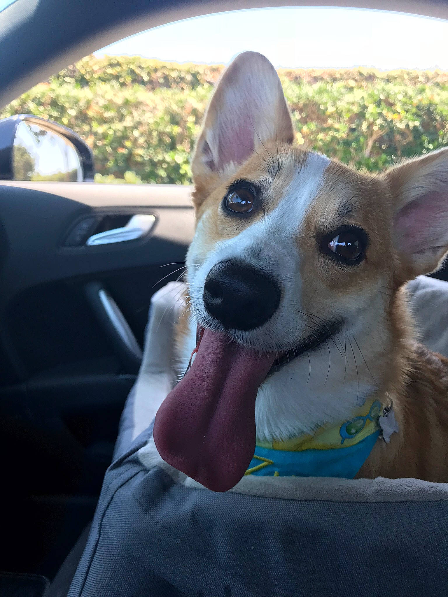 Zu Zu is registered to the contest to win money with this photo: canidae, cardigan_welsh_corgi, carnivore, carolina_dog, companion_dog, corgi_chihuahua, dog, dog_breed, ear, fawn, mammal, pembroke_welsh_corgi, photography, rat_terrier, snout, vertebrate, welsh_corgi, whiskers