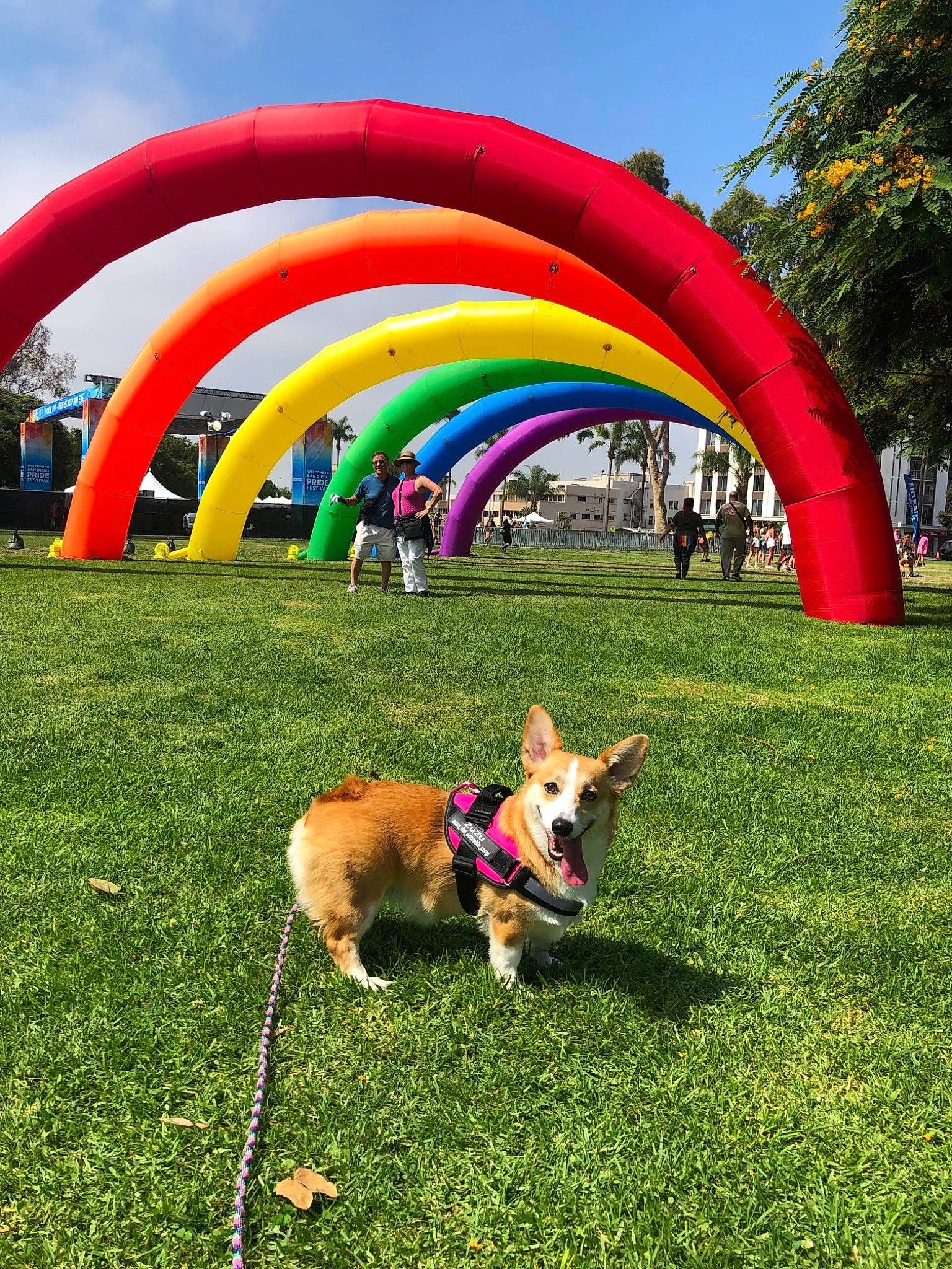 Zu Zu joined the competition — help win amazing prizes! canidae, carnivore, dog, dog_agility, dog_breed, dog_sports, fawn, fun, grass, inflatable, lawn, leisure, park, pembroke_welsh_corgi, sporting_group, summer, welsh_corgi