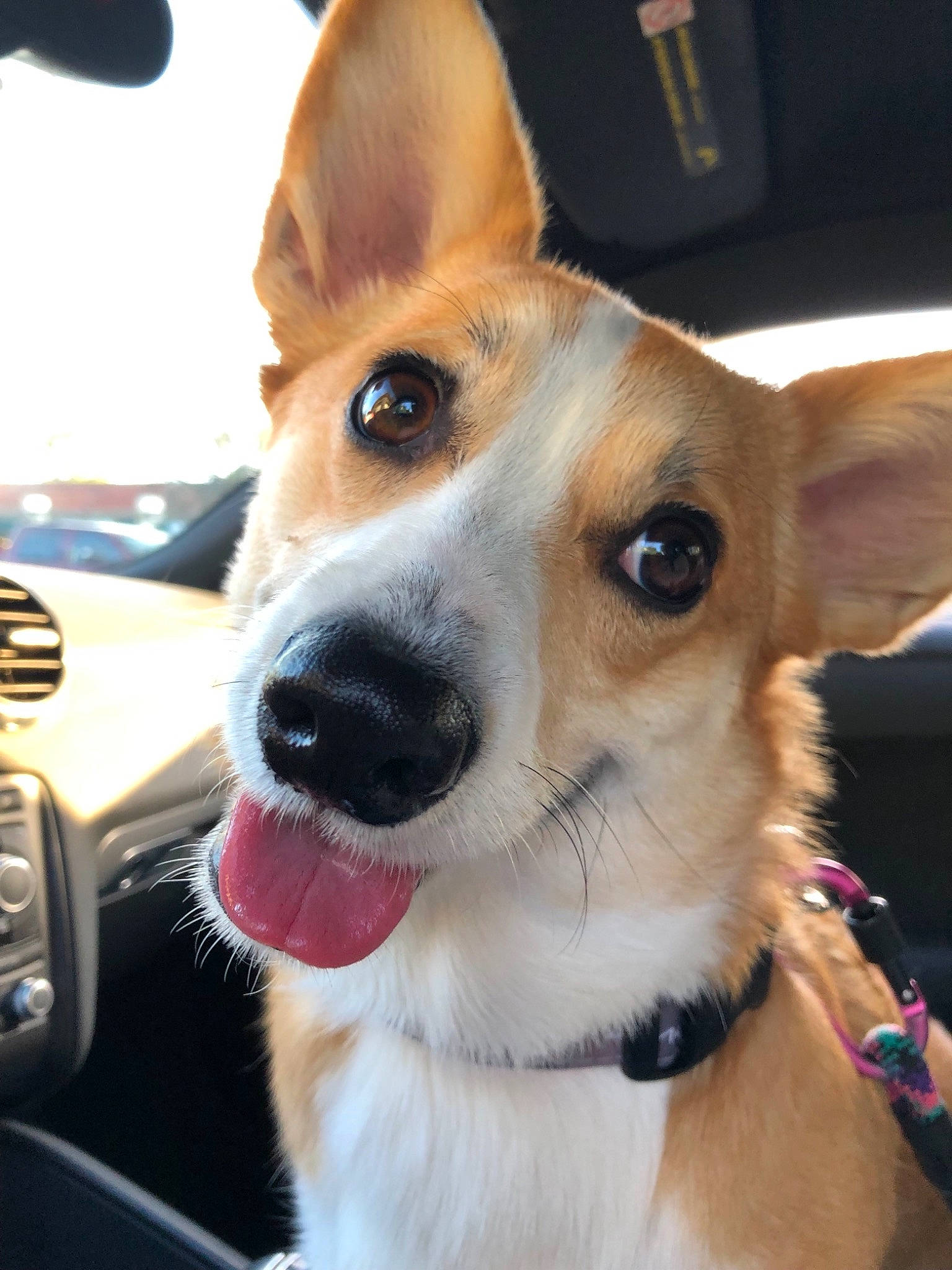 Zu Zu is registered to the contest to win money with this photo: canidae, cardigan_welsh_corgi, carnivore, carolina_dog, companion_dog, corgi_chihuahua, dog, dog_breed, ear, fawn, herding_dog, mammal, nose, pembroke_welsh_corgi, puppy, rare_breed_dog, snout, vertebrate, welsh_corgi, whiskers