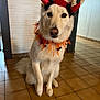 Neige participe au concours pour gagner de l'argent avec cette photo : dog, white_dog, indoor, tile_floor, halloween_costume, devil_horns, orange_ribbons, spiders, pet, animal, cute, sitting, looking_at_camera, fur, ears, nose, tail, decorations, festive, holiday