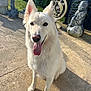 Neige participe au concours pour gagner de l'argent avec cette photo : dog, white_dog, tongue_out, pet, animal, outdoor, sunlight, garden, statue, concrete, happy, sitting, ears_up, canine, friendly, nature, daytime, playful, companion, fur