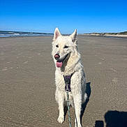 Neige participe au concours pour gagner de l'argent avec cette photo : dog, white_dog, beach, sand, ocean, sky, sunny, harness, leash, pet, animal, sitting, outdoor, nature, waves, shadow, tongue_out, canine, daytime, coast
