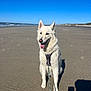 dog, white_dog, beach, sand, ocean, sky, sunny, harness, leash, pet, animal, sitting, outdoor, nature, waves, shadow, tongue_out, canine, daytime, coast
