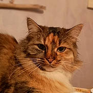 Nut a rejoint le concours — aidez-le/la à gagner de superbes lots ! asian_semi_longhair, british_semi_longhair, carnivoran, cat, cat_like_mammal, close_up, domestic_long_haired_cat, domestic_short_haired_cat, eye, fauna, fur, kitten, mammal, norwegian_forest_cat, ragamuffin, siberian, small_to_medium_sized_cats, snout, somali, whiskers