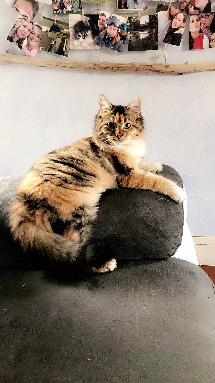 Nut a rejoint le concours — aidez-le/la à gagner de superbes lots ! cat, cat_like_mammal, flooring, fur, joy, mammal, person, small_to_medium_sized_cats, whiskers