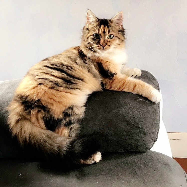 Nut a rejoint le concours — aidez-le/la à gagner de superbes lots ! cat, cat_like_mammal, flooring, fur, joy, mammal, person, small_to_medium_sized_cats, whiskers