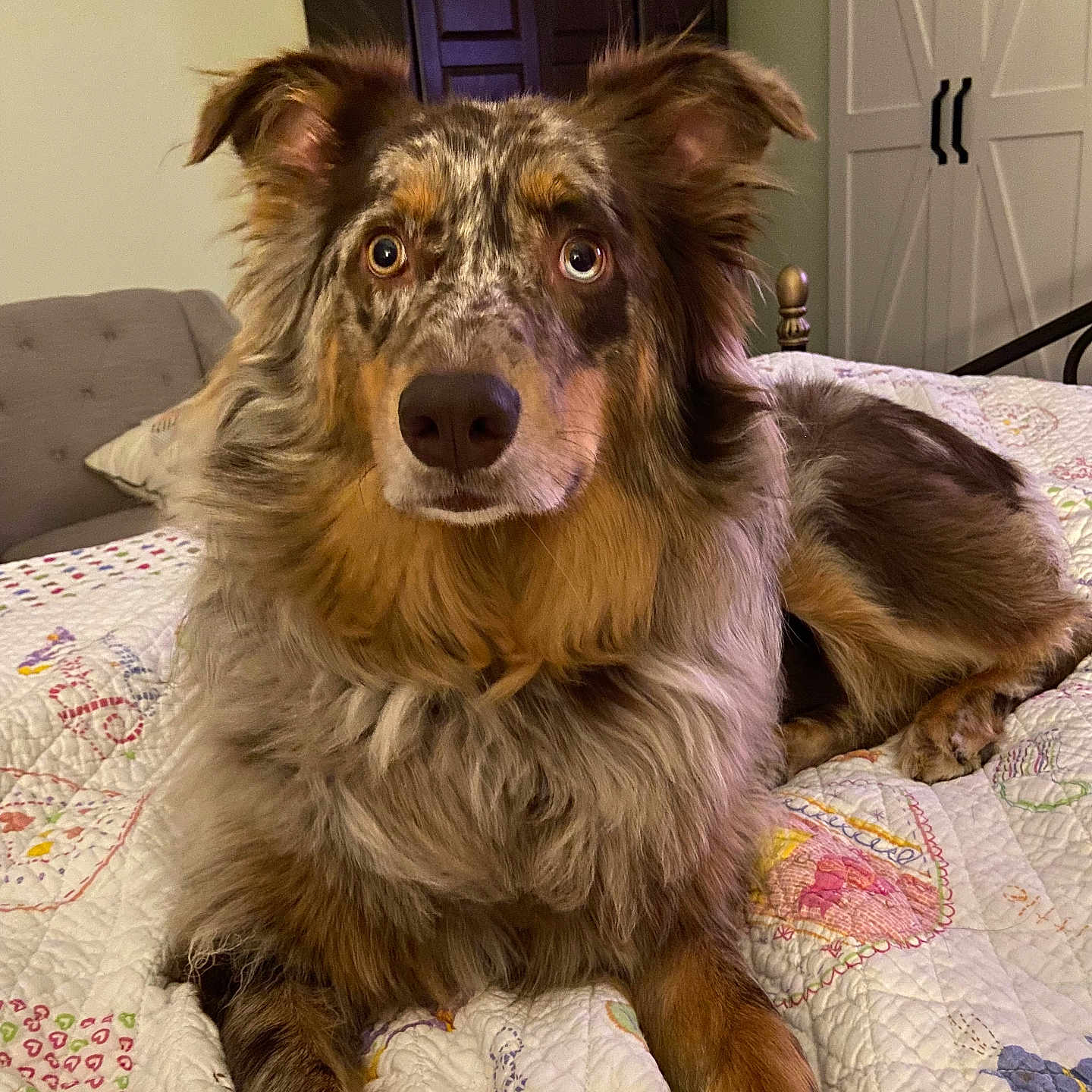Pluto is registered to the contest to win money with this photo: animal, bed, bedroom, cabinet, canine, collie, couch, cushion, dog, door, furniture, homedecor, indoors, interiordesign, linen, pet, puppy, quilt, room, wood