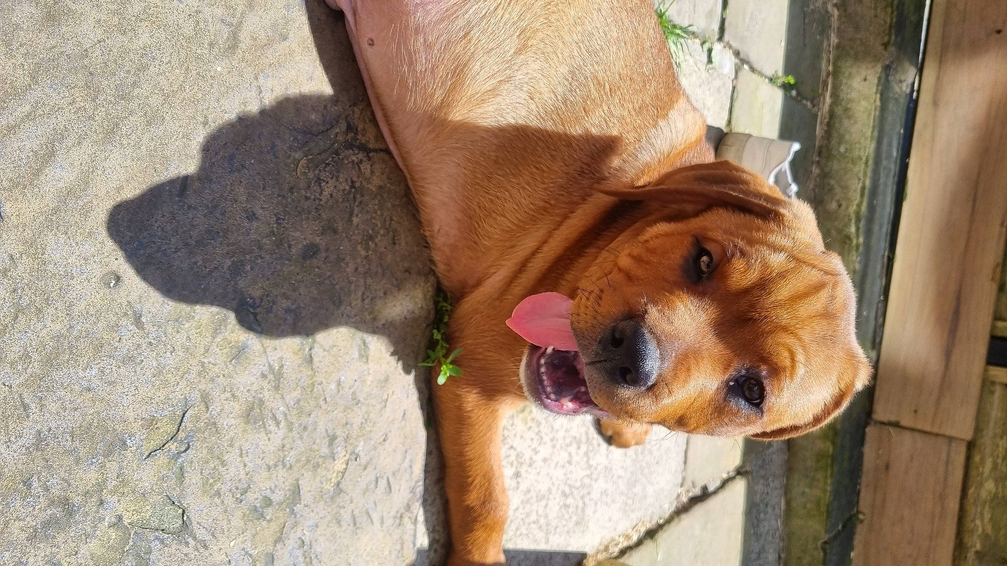 Floki is registered to the contest to win money with this photo: canidae, carnivore, collar, companion_dog, dog, dog_breed, dog_collar, dog_supply, fawn, fur, leash, liver, paw, pet_supply, snout, sporting_group, terrestrial_animal, working_animal