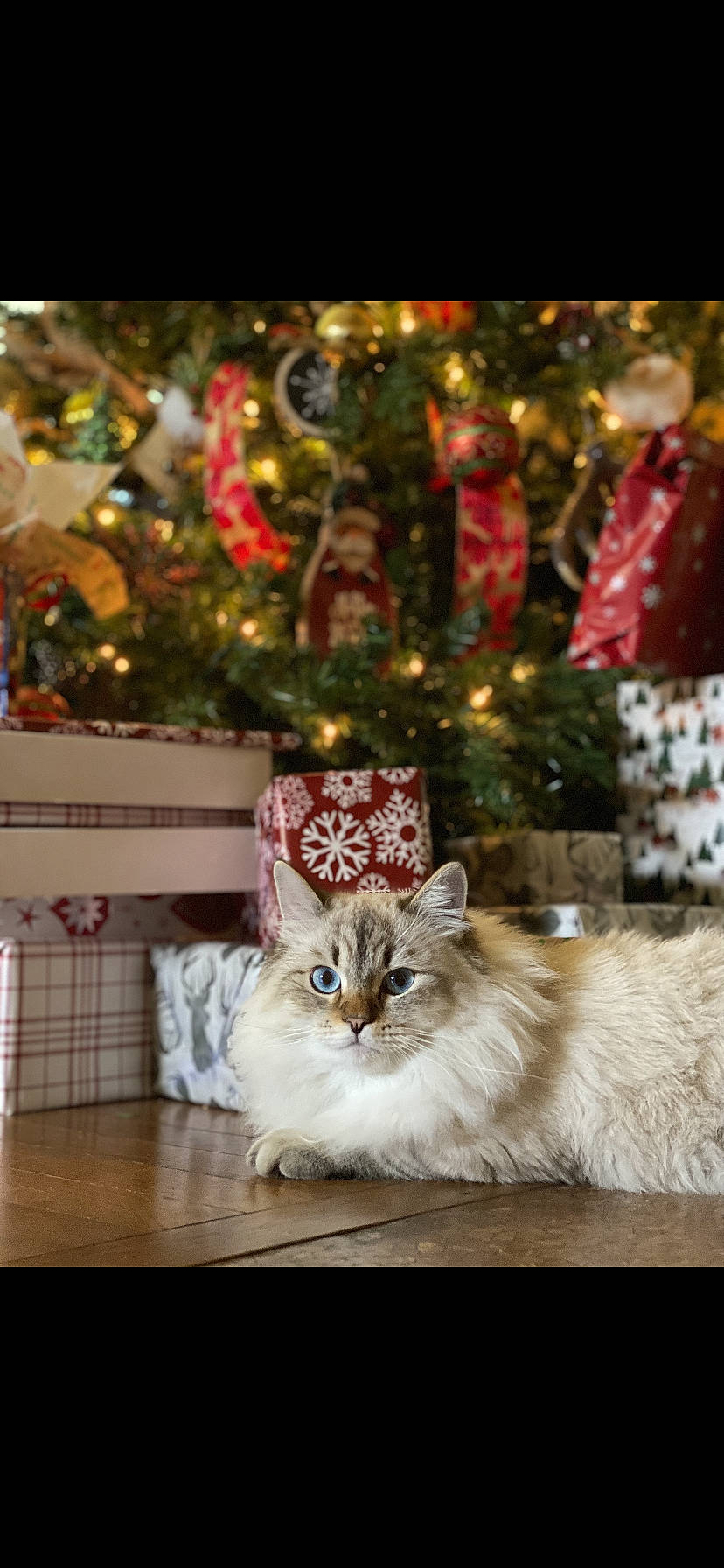 Kodiak is registered to the contest to win money with this photo: carnivore, cat, christmas, christmas_decoration, christmas_eve, christmas_ornament, christmas_tree, decoration, event, fawn, felidae, fur, holiday, holiday_ornament, ornament, plant, small_to_medium_sized_cats, tree, whiskers, wood