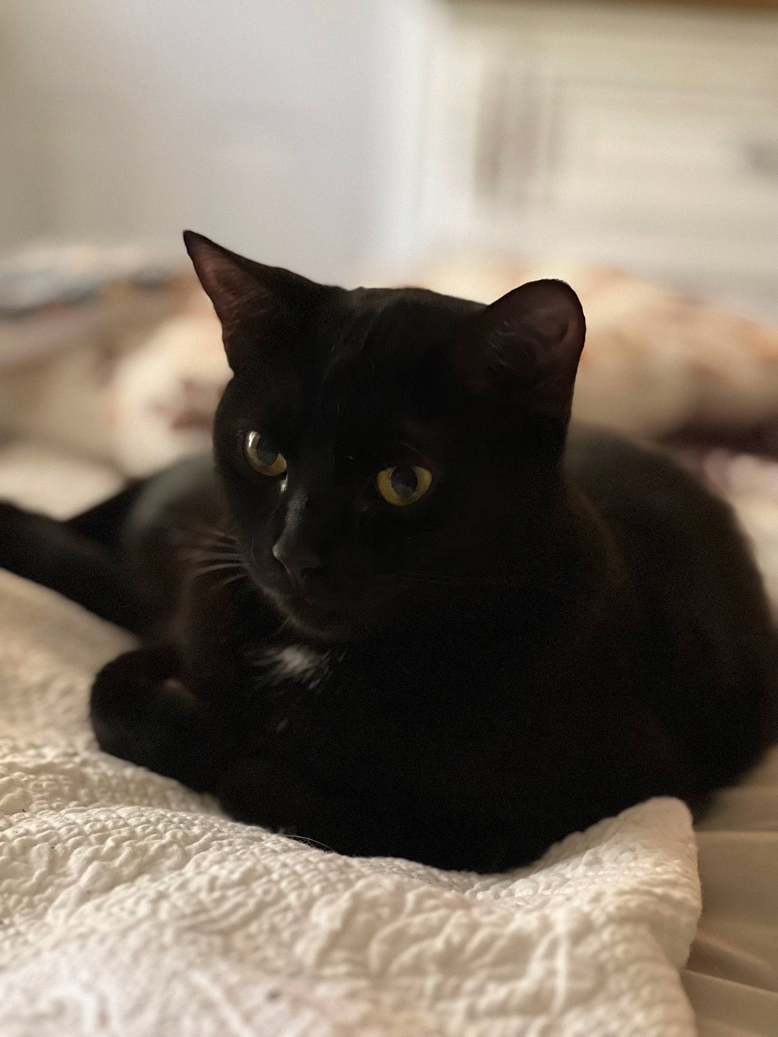 Hershey joined the competition — help win amazing prizes! black_cat, carnivore, cat, comfort, domestic_short_haired_cat, felidae, fur, small_to_medium_sized_cats, snout, terrestrial_animal, whiskers