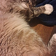 Kamel participe au concours pour gagner de l'argent avec cette photo : cat, sleeping, fluffy, fur, pet, animal, relaxed, cute, domestic, whiskers, paw, resting, indoor, closeup, mammal, feline, soft, cozy, peaceful, tabby