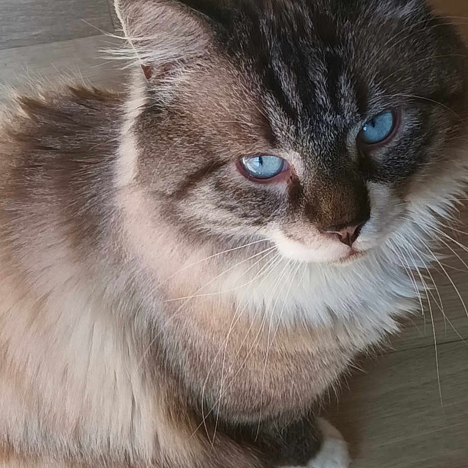 Kamel